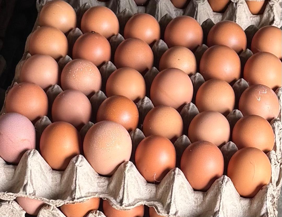 whatsapp image 2025 09 16 at 22.39.23 1e6a2e6f