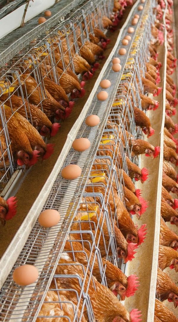 efficient egg collection from healthy layers in a clean, well managed production system.