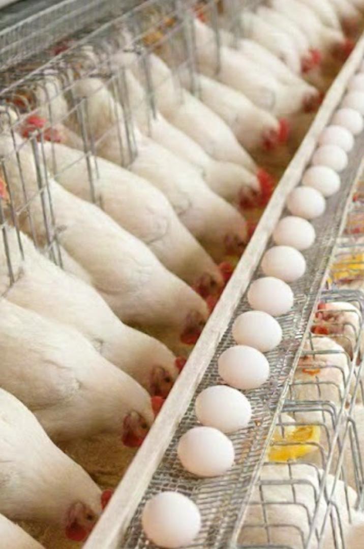 fresh healthy white eggs